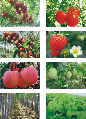 龍燈綠地美黃腐酸在大棚黃瓜中的應用與增產增效分析