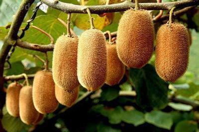 2018年首批地標(biāo)農(nóng)產(chǎn)品名單發(fā)布，貴州四款優(yōu)質(zhì)農(nóng)產(chǎn)品上榜