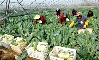 土淘農(nóng)推寶 農(nóng)產(chǎn)品電商營(yíng)銷新引擎