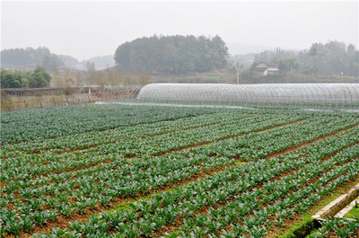 廣州市超市農(nóng)產(chǎn)品配送廠家 高效供應(yīng)鏈與品質(zhì)保障