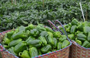 無公害農(nóng)產(chǎn)品認證的難點與實施路徑