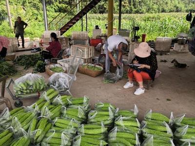 市農(nóng)業(yè)農(nóng)村局扎實(shí)推進(jìn)農(nóng)產(chǎn)品質(zhì)量安全第二季度例行監(jiān)測(cè)抽樣工作