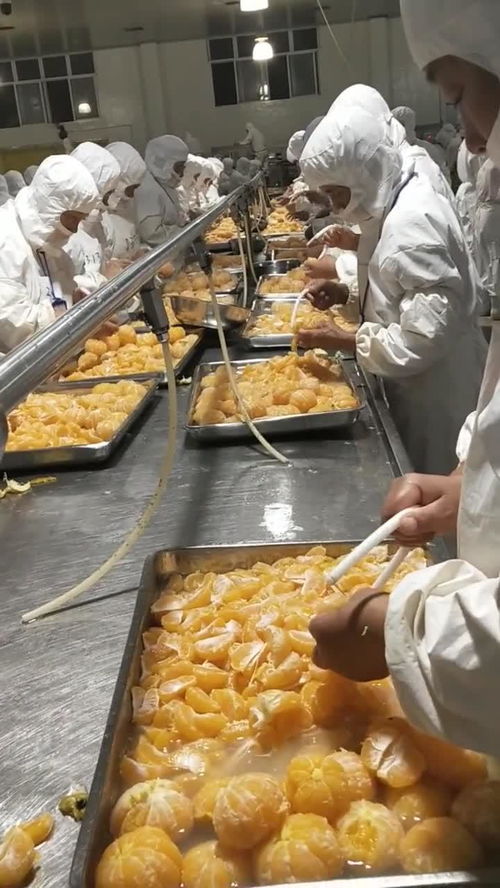 豐島食品廠桔子分揀車間的精細(xì)化管理與農(nóng)產(chǎn)品加工升級(jí)